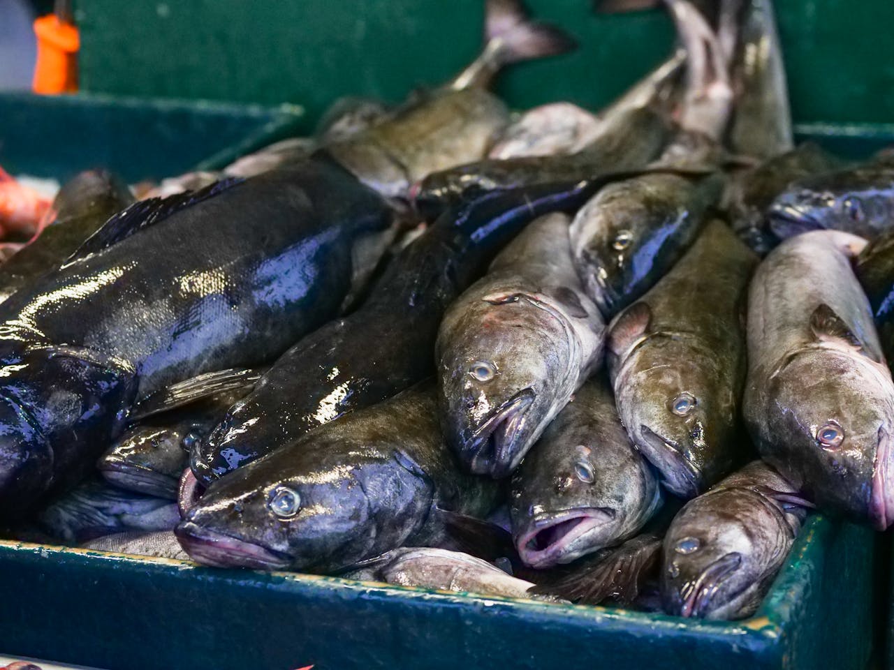 Perfecte kabeljauw uit de oven: De juiste baktijd stap voor stap