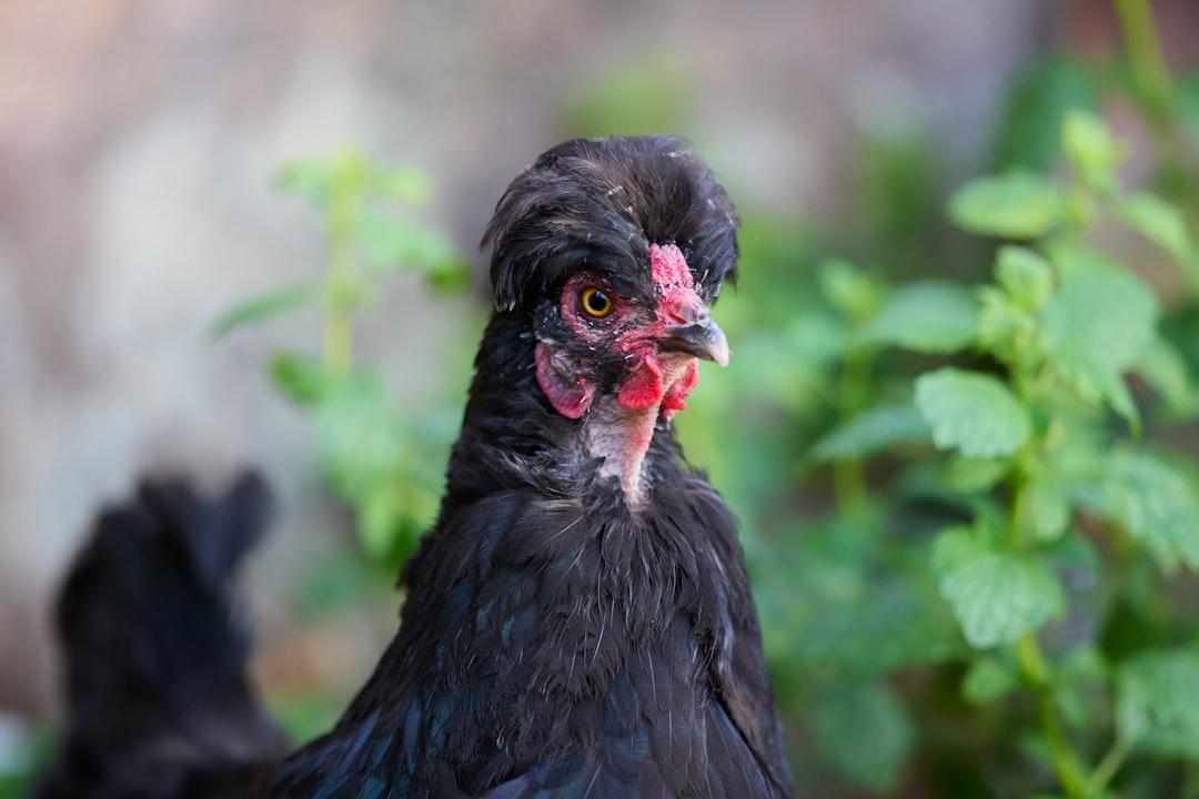 Malse kip uit de slowcooker: makkelijk en vol smaak